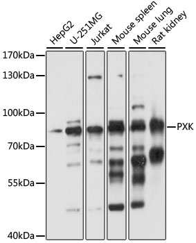 PXK Rabbit pAb