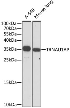 TRNAU1AP Rabbit pAb