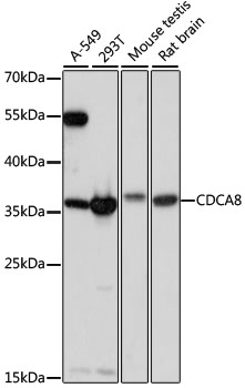 CDCA8 Rabbit pAb
