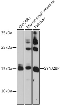 SYNJ2BP Rabbit pAb