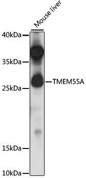 TMEM55A Rabbit pAb