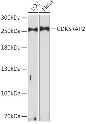 CDK5RAP2 Rabbit pAb