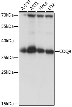COQ9 Rabbit pAb
