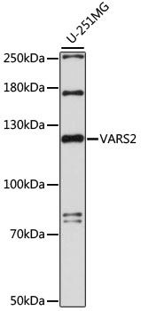 VARS2 Rabbit pAb