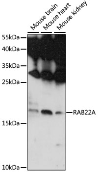 RAB22A Rabbit pAb