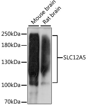 SLC12A5 Rabbit pAb