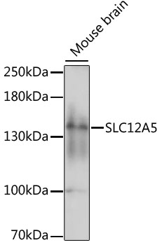 SLC12A5 Rabbit pAb