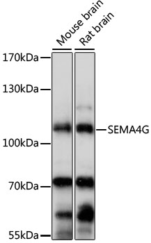 SEMA4G Rabbit pAb