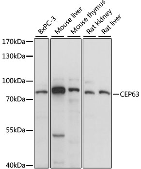 CEP63 Rabbit pAb