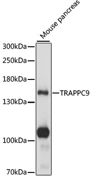 TRAPPC9 Rabbit pAb