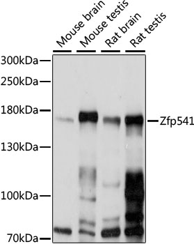 Zfp541 Rabbit pAb
