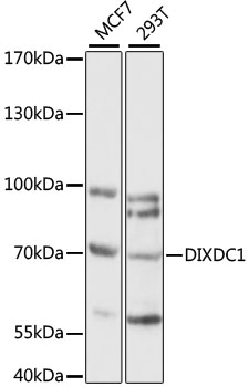 DIXDC1 Rabbit pAb