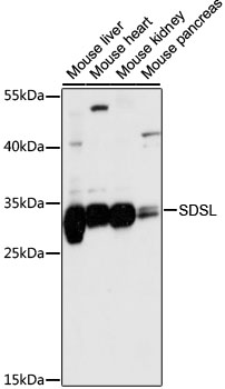 SDSL Rabbit pAb