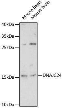 DNAJC24 Rabbit pAb