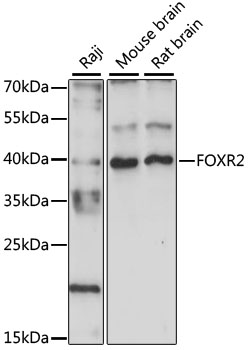 FOXR2 Rabbit pAb