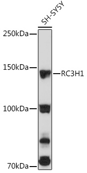 RC3H1 Rabbit pAb