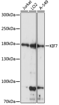 KIF7 Rabbit pAb