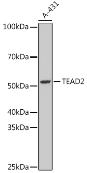 TEAD2 Rabbit pAb