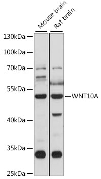WNT10A Rabbit pAb