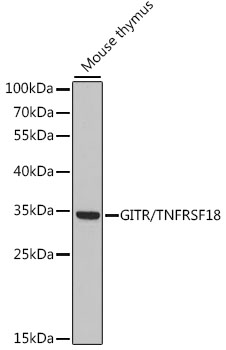 GITR/TNFRSF18 Rabbit pAb