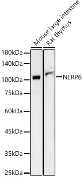 NLRP6 Rabbit pAb