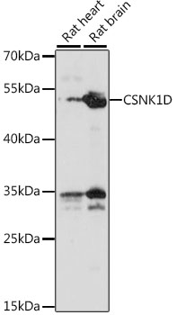 CSNK1D Rabbit pAb