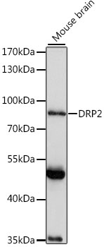 DRP2 Rabbit pAb