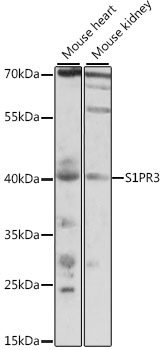 S1PR3 Rabbit pAb