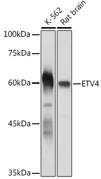 ETV4 Rabbit pAb