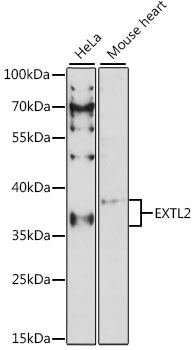 EXTL2 Rabbit pAb