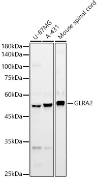 GLRA2 Rabbit pAb