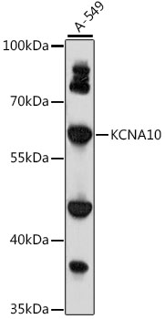 KCNA10 Rabbit pAb