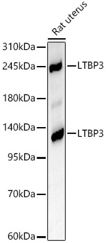 LTBP3 Rabbit pAb