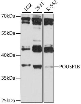 POU5F1B Rabbit pAb