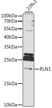 RLN1 Rabbit pAb