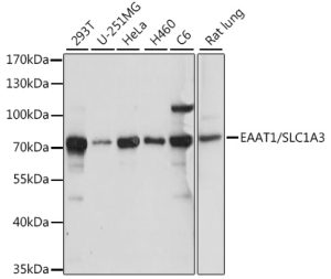 EAAT1/SLC1A3 Rabbit pAb