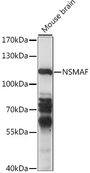 NSMAF Rabbit pAb