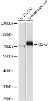 RIOK3 Rabbit pAb
