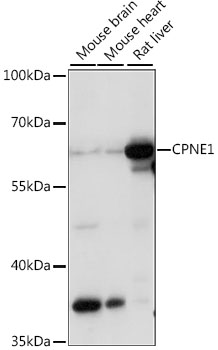 CPNE1 Rabbit pAb