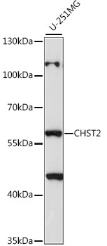 CHST2 Rabbit pAb