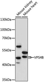 VPS4B Rabbit pAb