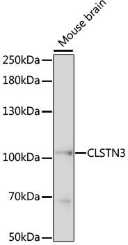 CLSTN3 Rabbit pAb