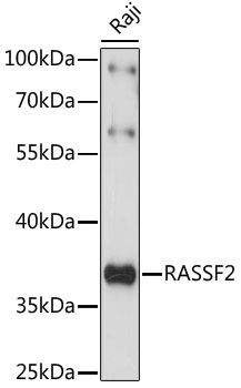 RASSF2 Rabbit pAb
