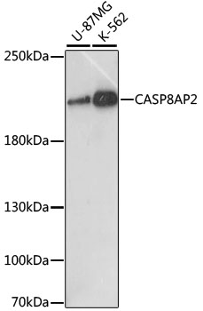CASP8AP2 Rabbit pAb