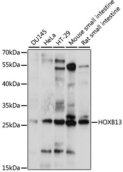 HOXB13 Rabbit pAb
