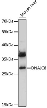 DNAJC8 Rabbit pAb