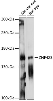 ZNF423 Rabbit pAb