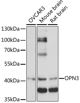 OPN3 Rabbit pAb