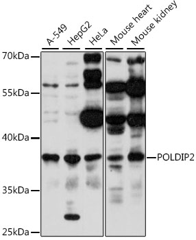POLDIP2 Rabbit pAb