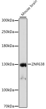 ZNF638 Rabbit pAb